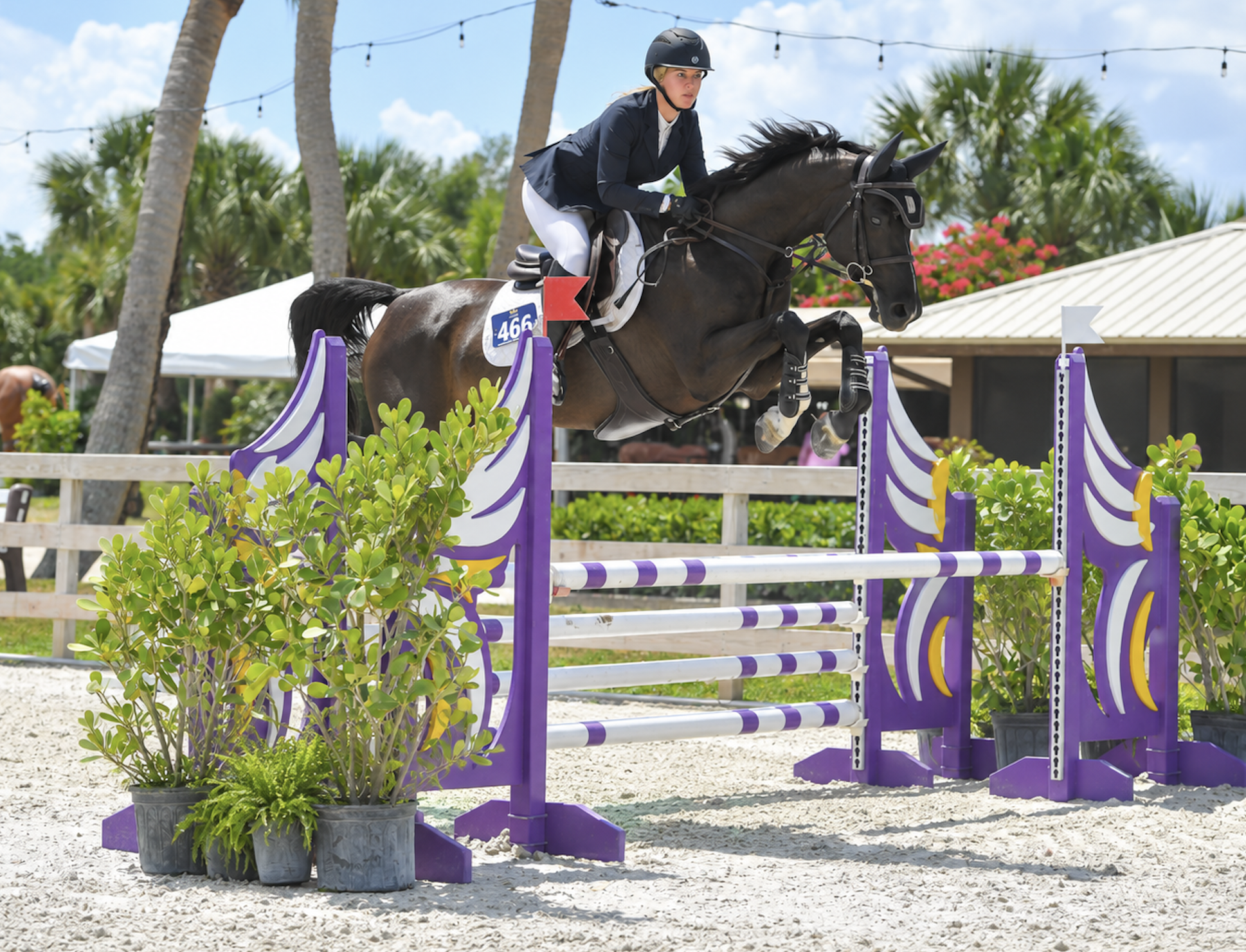 Caitlyn and her horse jumping a purple and white fence beneath palm trees